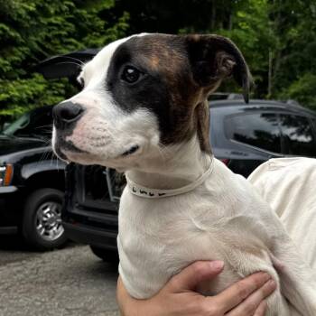 NY Lala avail Jul 3 (Rev250 Patterson NY) -  Boxer and American Bulldog Dog for Adoption in Eastford, Connecticut - NY Lala Avail Jul 3 (Rev250 Patterson NY) | PetCurious