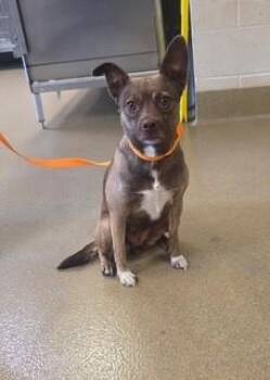 Dove - 178612 -  Chihuahua Dog for Adoption in Visalia, California - Dove - 178612 | PetCurious