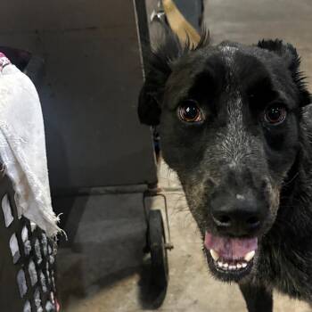 Chris -  Australian Cattle Dog Blue Heeler and Mixed Breed Dog for Adoption in Birmingham, Alabama - Chris | PetCurious