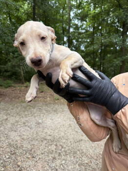 Rescue Labrador Retriever Dogs for Adoption in New York, New York - Jacob (GA) | PetCurious