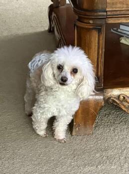Poodle Dogs Available for Adoption - Jimmy John | PetCurious