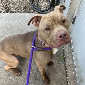 Canelo -  Mixed Breed Dog for Adoption in Dekalb, Illinois - Canelo | PetCurious