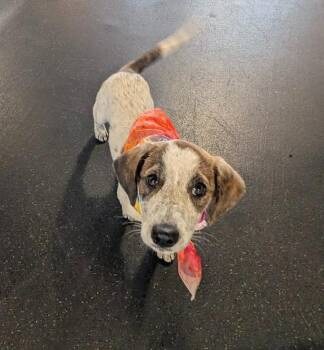 Mountain Cur and Beagle Dogs Available for Adoption in Lincoln, Nebraska - CAREY | PetCurious