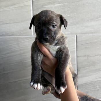 Mixed Breed Dogs Available for Adoption in Las Vegas, Nevada - Nike | PetCurious