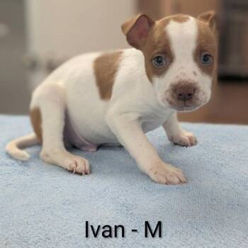Pit Bull Terrier and Mixed Breed Dogs Available for Adoption in Griswold, Connecticut - Ivan | PetCurious