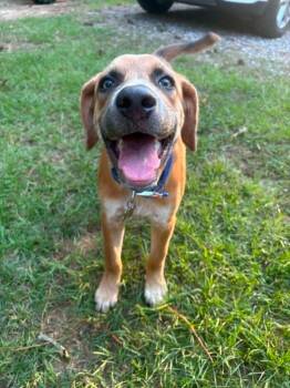 Judge -  Mixed Breed Dog for Adoption in Taycheedah, Wisconsin - Judge | PetCurious