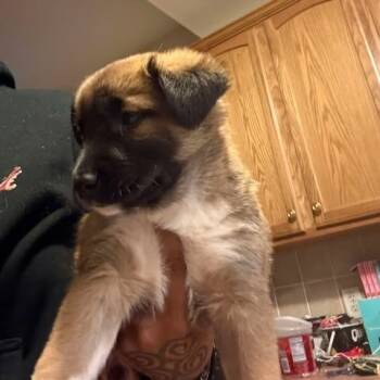 Rescue Mixed Breed Dogs for Adoption in Fredericksburg, Virginia - Goldfish | PetCurious