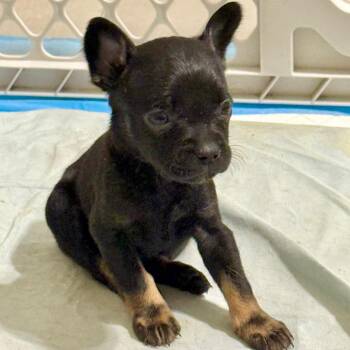 French Bulldog and Mixed Breed Dogs Available for Adoption - Little Girl | PetCurious