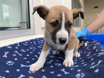 Siberian Husky and Labrador Retriever Dogs Available for Adoption - LONDON | PetCurious