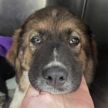 Fluffmeister (Red Bad) -  English Shepherd and Mixed Breed Dog for Adoption in Spokane, Washington - Fluffmeister (Red Bad) | PetCurious
