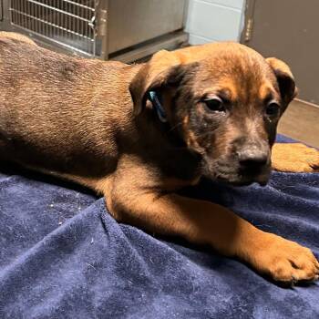 Cash -  Boxer Dog for Adoption in Salem, West Virginia - Cash | PetCurious