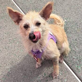 Abra 14644 -  Rat Terrier Dog for Adoption in San Francisco, California - Abra 14644 | PetCurious