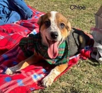 Rescue Australian Cattle Dog Blue Heeler Dogs for Adoption in Little Rock, Arkansas - Chloe | PetCurious