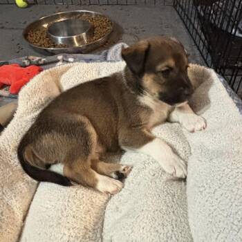 Sherlock - Loves to Investigate his World -  Shepherd and Terrier Dog for Adoption in Houston, Texas - Sherlock - Loves To Investigate His World | PetCurious