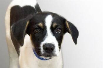 Labrador Retriever and Mixed Breed Dogs Available for Adoption in Fort Lauderdale, Florida - VODKA | PetCurious
