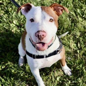 Kevin P4P -  Pit Bull Terrier and Mixed Breed Dog Available for Adoption in Saint Joseph, Missouri - Kevin P4P | PetCurious