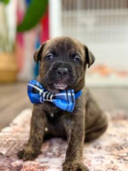 River Wildheart -  American Bully and Labrador Retriever Dog for Adoption in Friendswood, Texas - River Wildheart | PetCurious