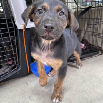 Rescue Dutch Shepherd Dogs for Adoption in Saint George, Vermont - Rupert | PetCurious