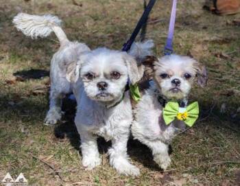 Shih Tzu Dogs Available for Adoption in Lowell, Massachusetts - Gizmo | PetCurious