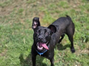 Mixed Breed Dogs Available for Adoption in Evansville, Indiana - Morticia | PetCurious