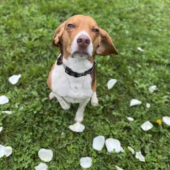 Lord Harlod -  Beagle Dog for Adoption in Milford, Iowa - Lord Harlod | PetCurious