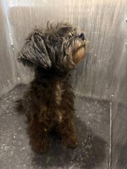 A821486 -  Terrier Dog for Adoption in San Antonio, Texas - A821486 | PetCurious