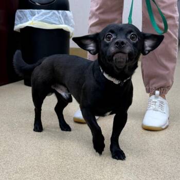 Mister -  Mixed Breed Dog for Adoption in Naperville, Illinois - Mister | PetCurious
