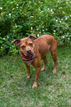 Rescue Bulldog Dogs for Adoption in Bonifay, Florida - Poppy (Coming Soon) | PetCurious