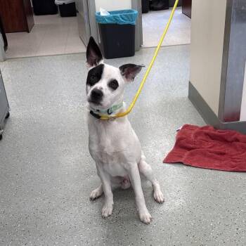 Gizmo -  Terrier and Mixed Breed Dog for Adoption in Galax, Virginia - Gizmo | PetCurious