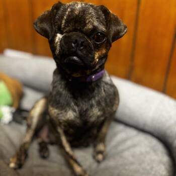 Pug Dogs Available for Adoption - Winnie | PetCurious