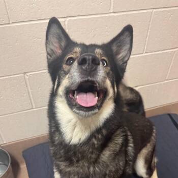 Poppy -  Siberian Husky Dog for Adoption in Reno, Nevada - Poppy | PetCurious