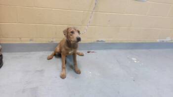 DAXTER -  Pit Bull Terrier Dog for Adoption in Tulsa, Oklahoma - DAXTER | PetCurious