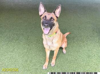 EFFIE -  Mixed Breed Dog for Adoption in West Palm Beach, Florida - EFFIE | PetCurious