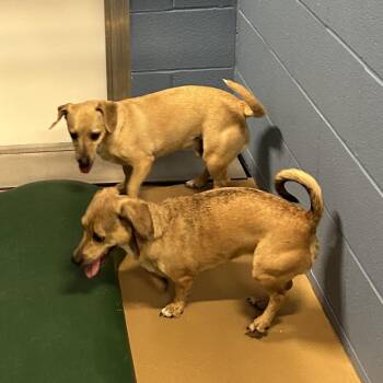 Dachshund Dogs Available for Adoption - TXAC-Stray-19615_2 | PetCurious