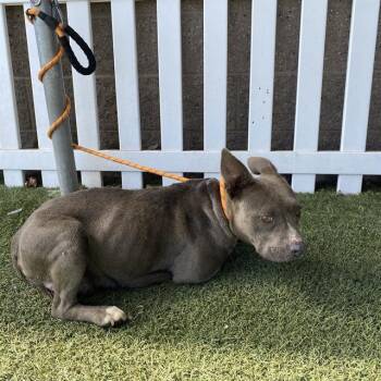 MILLIE -  Pit Bull Terrier Dog for Adoption in Modesto, California - MILLIE | PetCurious