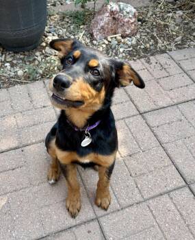 Lucas -  Rottweiler and Mixed Breed Dog for Adoption in Denver, Colorado - Lucas | PetCurious