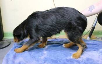 German Wirehaired Pointer and Mixed Breed Dogs Available for Adoption in Picayune, Mississippi - Hope | PetCurious