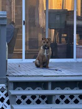 Hound Dogs Available for Adoption - Deliahi | PetCurious