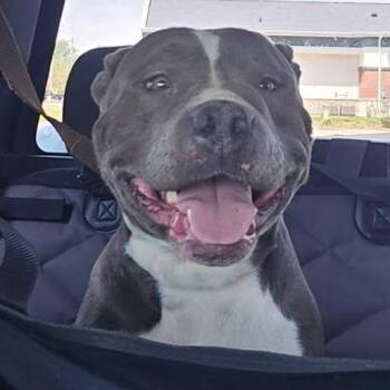 Pit Bull Terrier Dogs Available for Adoption in Mooresville, Indiana - Rosie | PetCurious