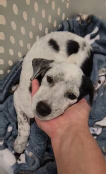 Opal -  Australian Cattle Dog Blue Heeler Dog for Adoption in Plano, Texas - Opal | PetCurious