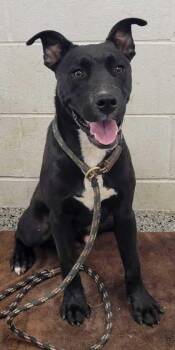 Carmine -  Mixed Breed Dog for Adoption in Kansas City, Missouri - Carmine | PetCurious