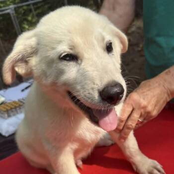 Alexa -  Mixed Breed Dog for Adoption - Alexa | PetCurious