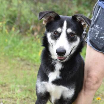 Border Collie Dogs Available for Adoption in Cleveland, Texas - Alex | PetCurious