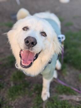 Great Pyrenees Dogs Available for Adoption in Santa Rosa, California - Faucet | PetCurious