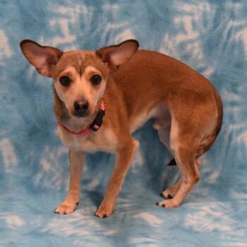 Chihuahua and Mixed Breed Dogs Available for Adoption - Billy Bob | PetCurious