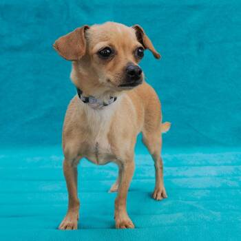Chihuahua Dogs Available for Adoption - SUSIE | PetCurious