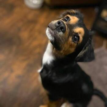 Zoe -  Spaniel Dog for Adoption in Brock, Texas - Zoe | PetCurious