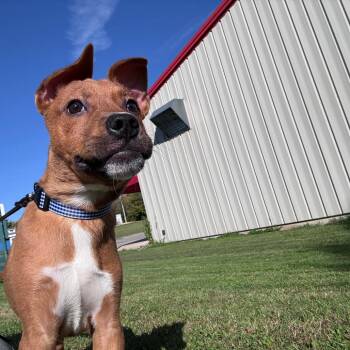 Spongebob -  Mixed Breed Dog for Adoption in Dixon, Illinois - Spongebob | PetCurious