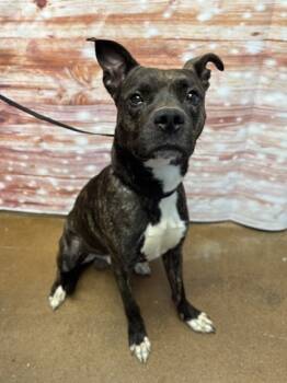 Rescue Mixed Breed Dogs for Adoption in West Chester, Pennsylvania - Billy Porter | PetCurious