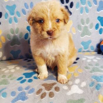 Golden Retriever and Australian Shepherd Dogs Available for Adoption - Milo | PetCurious